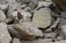 AiguesTortes2008_Blanc_Mallafre_337